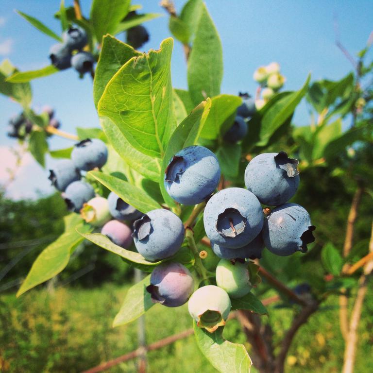 Agriturismo Fruttirossi Trofarello Bagian luar foto